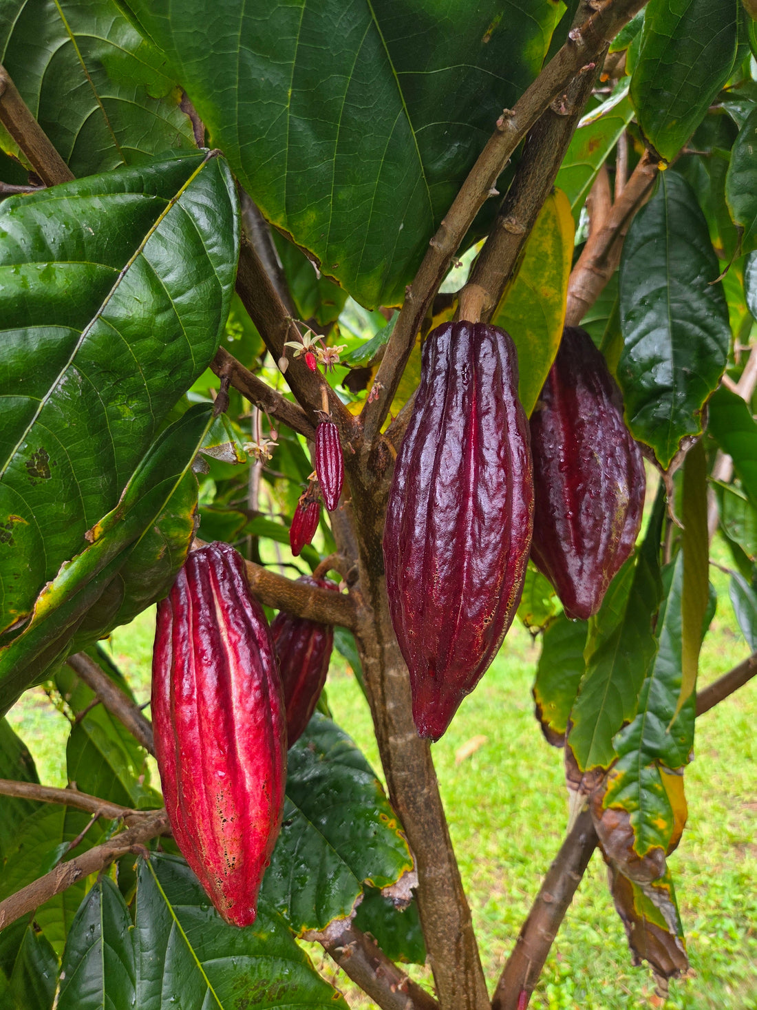 Cacao farming in Maui Hawaii - Valley Isle Chocolate Napa Valley of Chocolate